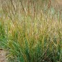 Herbst-Kopfgras (Sesleria autumnalis) im Topf, Ziergras mit graugrünen Blüten.