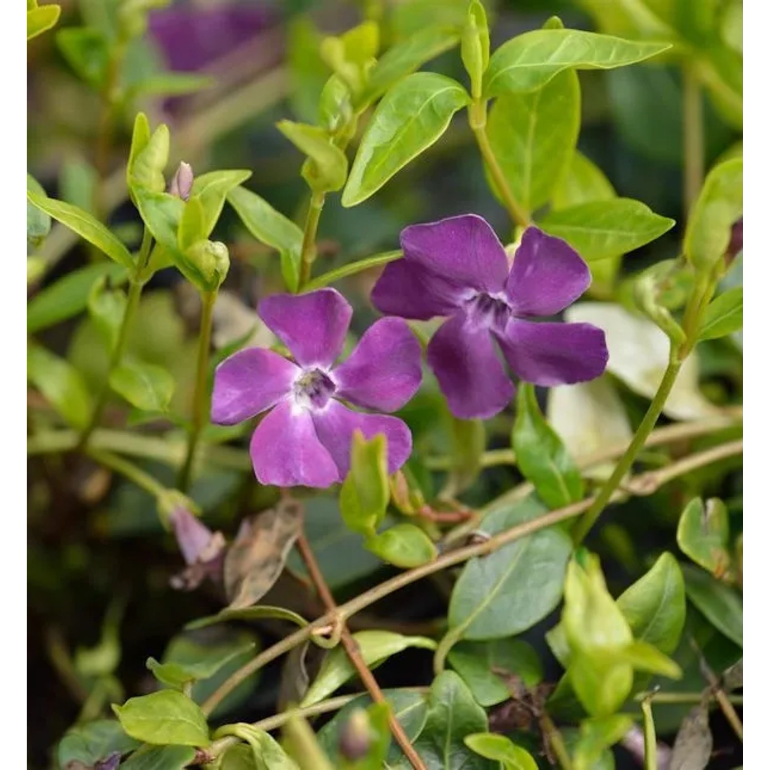 10x Rotes Kleinblättriges Immergrün - Vinca minor
