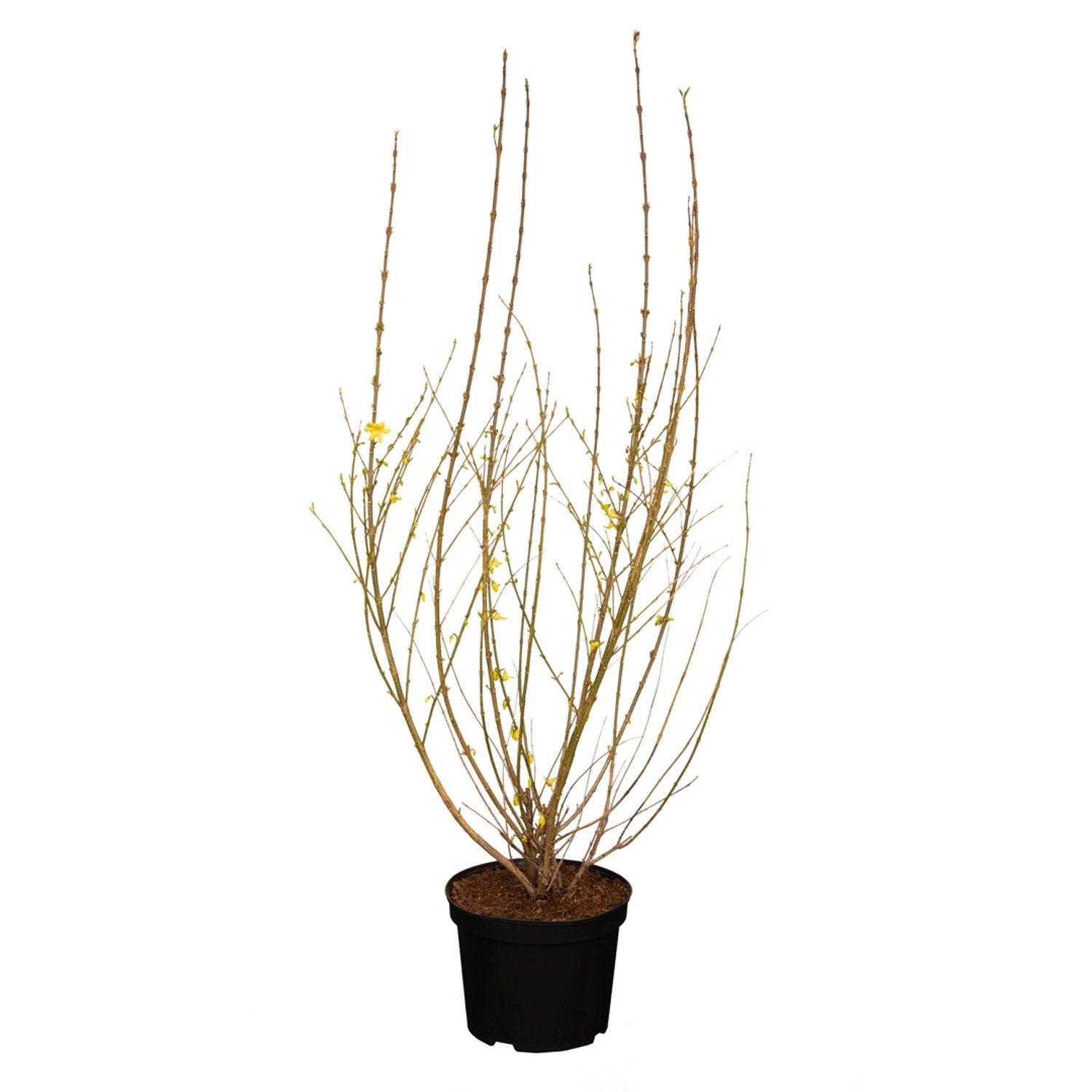 GROW by OBI Forsythie Weekend Gelb Höhe ca. 80 - 100 cm Topf ca. 7,5 l günstig online kaufen