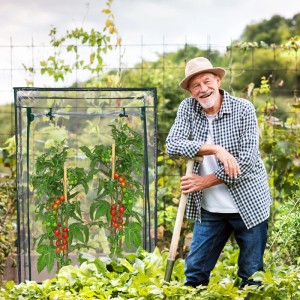 Transparentes Tomatengewächshaus mit reifen Tomatenpflanzen und einem Gärtner im Garten.