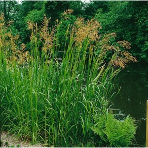 Glyceria Maxima Süßgras im 9x9 cm Topf, grüne Blätter und federartige Blütenstände.
