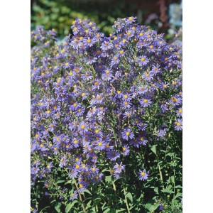 Violette Glattblattaster Calliope im 11x11 cm Topf, blühende Staude.