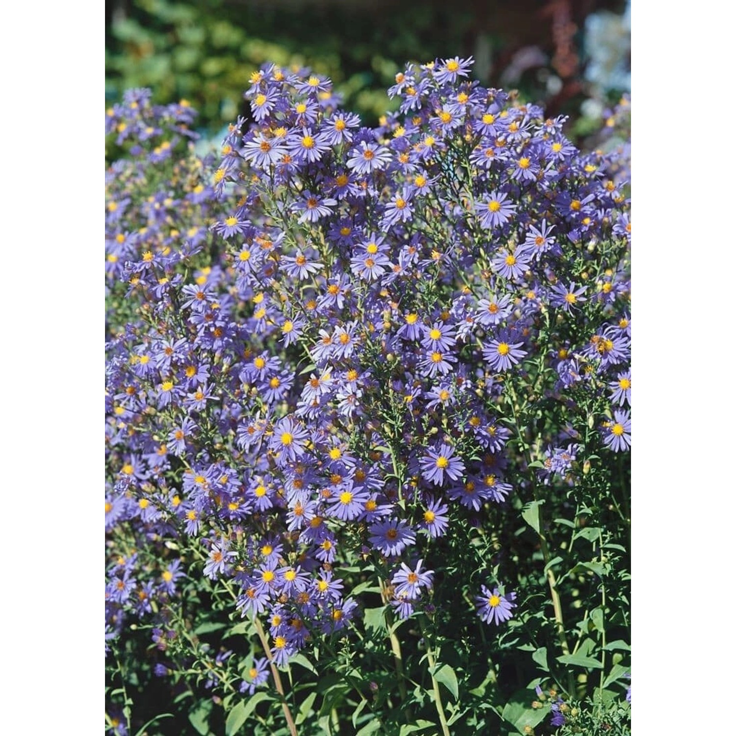 Aster Laevis Calliope Glattblattaster Ca. 11x11 cm Topf günstig online kaufen