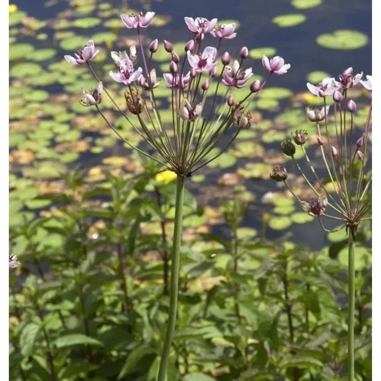 Blumenbinse - Butomus umbellatus