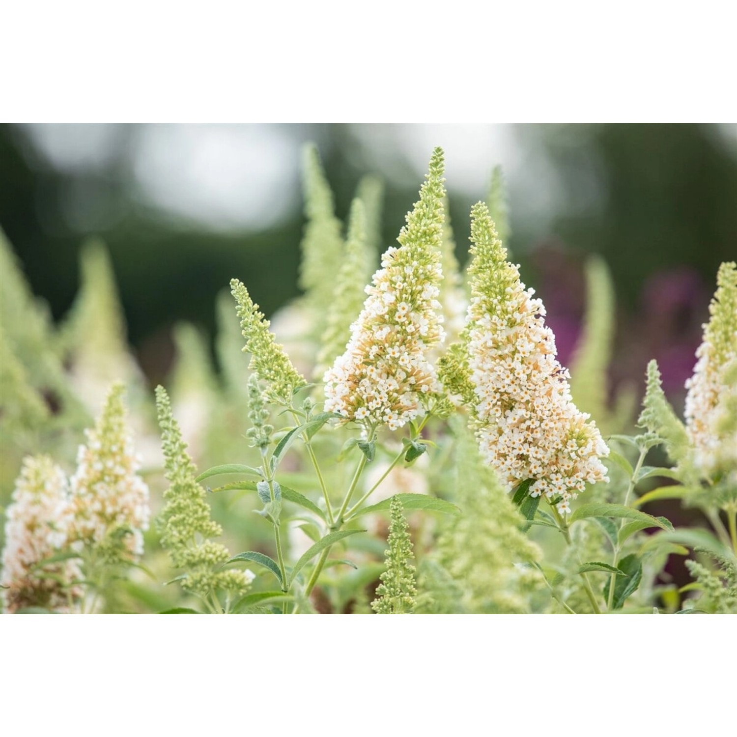 Buddleja 'Buzz Ivory' Schmetterlingsstrauch 40-60 cm günstig online kaufen