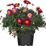 Strauchmargerite Mix im Topf, verschiedene Rottöne. Blühende Kübelpflanze für Balkon und Terrasse.