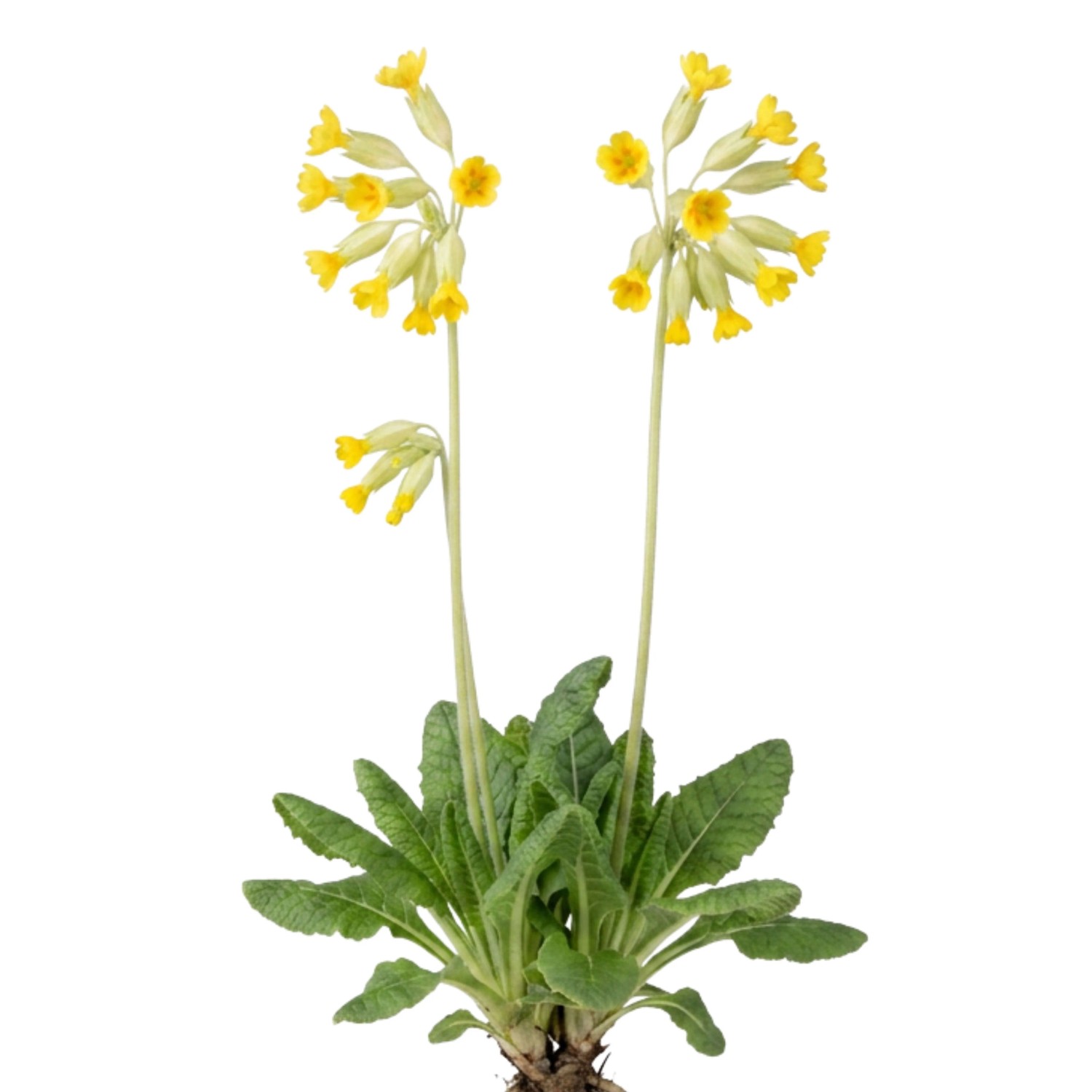 Echte Schlüsselblume Primula veris mit gelben, glockenförmigen Blüten und grünen Blättern. Wildstaude, Frühblüher.