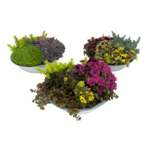 Sedum-Trio im Zinkgefäß, bepflanzte Schale mit verschiedenen Mauerpfeffer-Variationen.