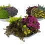 Sedum-Trio im Zinkgefäß, bepflanzte Schale mit verschiedenen Mauerpfeffer-Variationen.