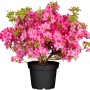 Rosa Rhododendron Roseum Elegans im Topf, ca. 30-40 cm hoch.