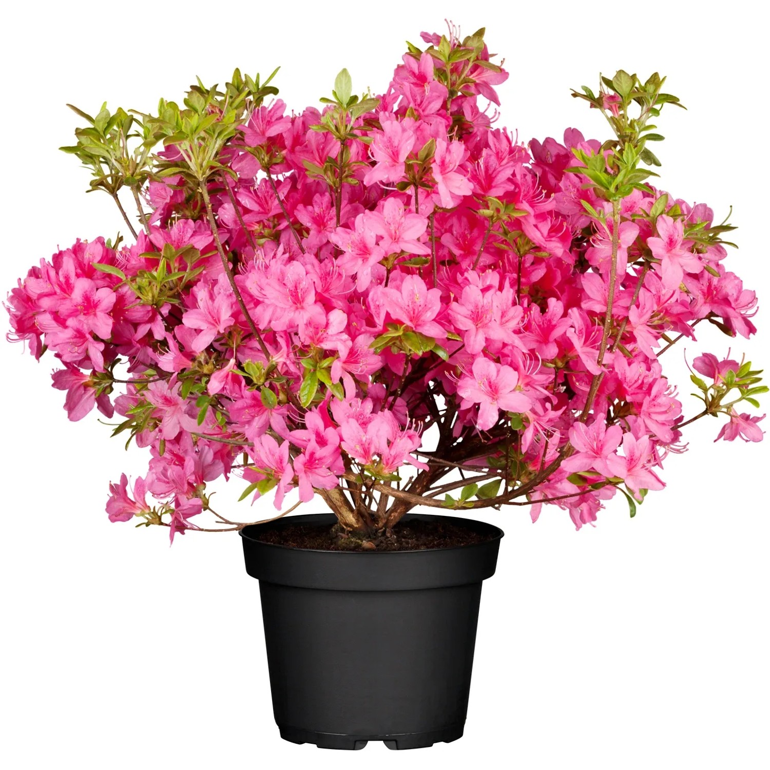 GROW by OBI Rhododendron Topf "Roseum Elegans" Rosa 30-40 cm 5 l kaufen bei  OBI