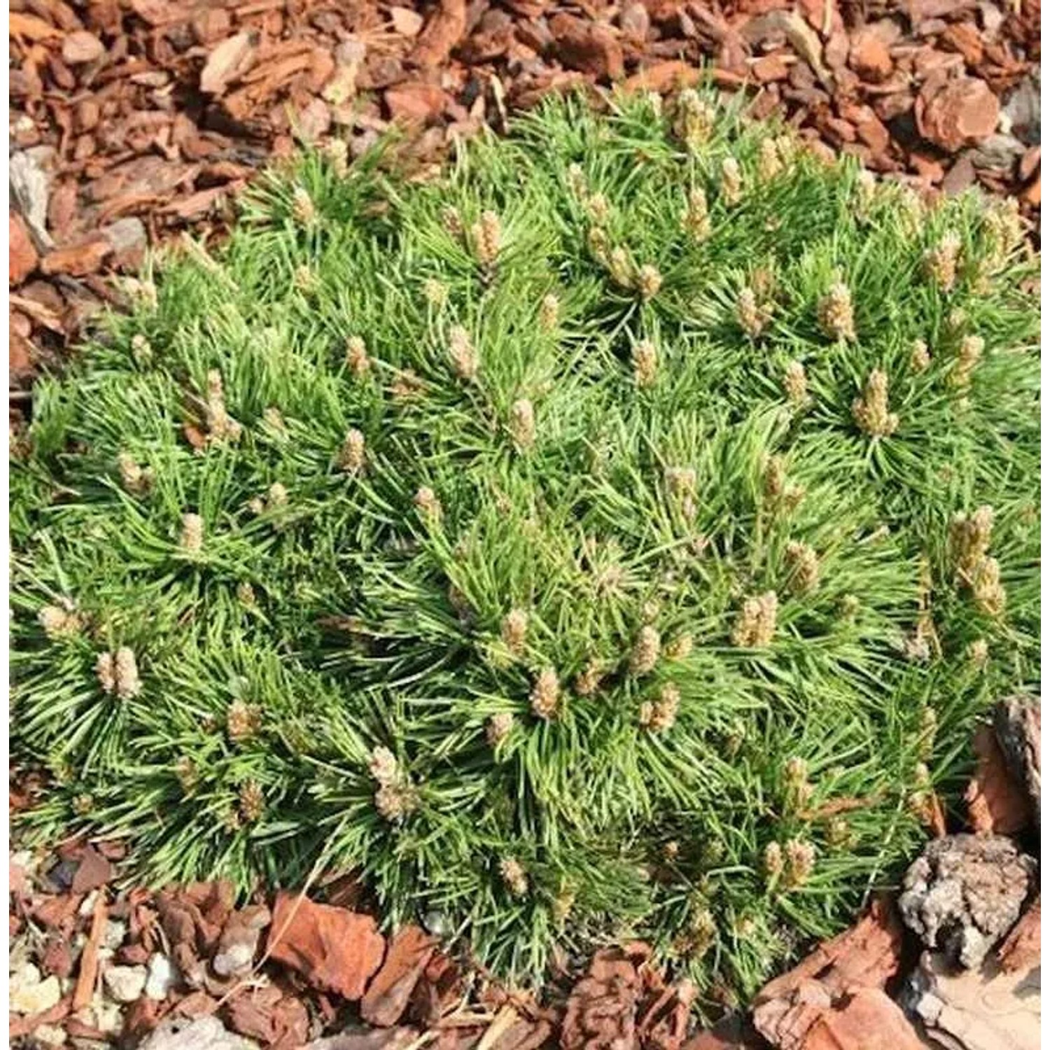 Zwerg Hakenkiefer Grüne Welle 20-25cm - Pinus uncinata