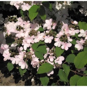 Japanischer Schneeball 'Pink Beauty' mit rosa Blüten und grünen Blättern.