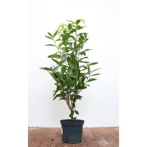 Kirschlorbeer 'Genolia' im Topf, 40-60 cm hoch, immergrüne Heckenpflanze für den Garten.