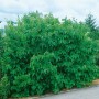 Buschige Schwarze Maulbeere 'Jerusalem' (50-60 cm) mit grünen Blättern im Garten.