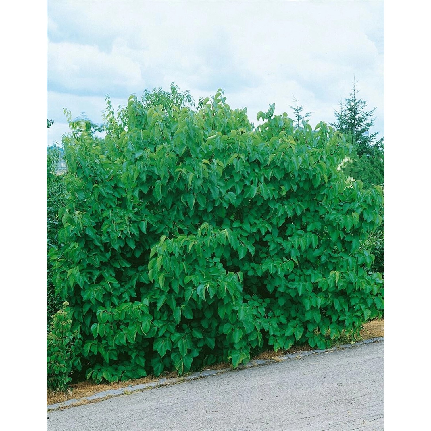 Morus Nigra Schwarze Maulbeere Jerusalem 50-60 cm günstig online kaufen