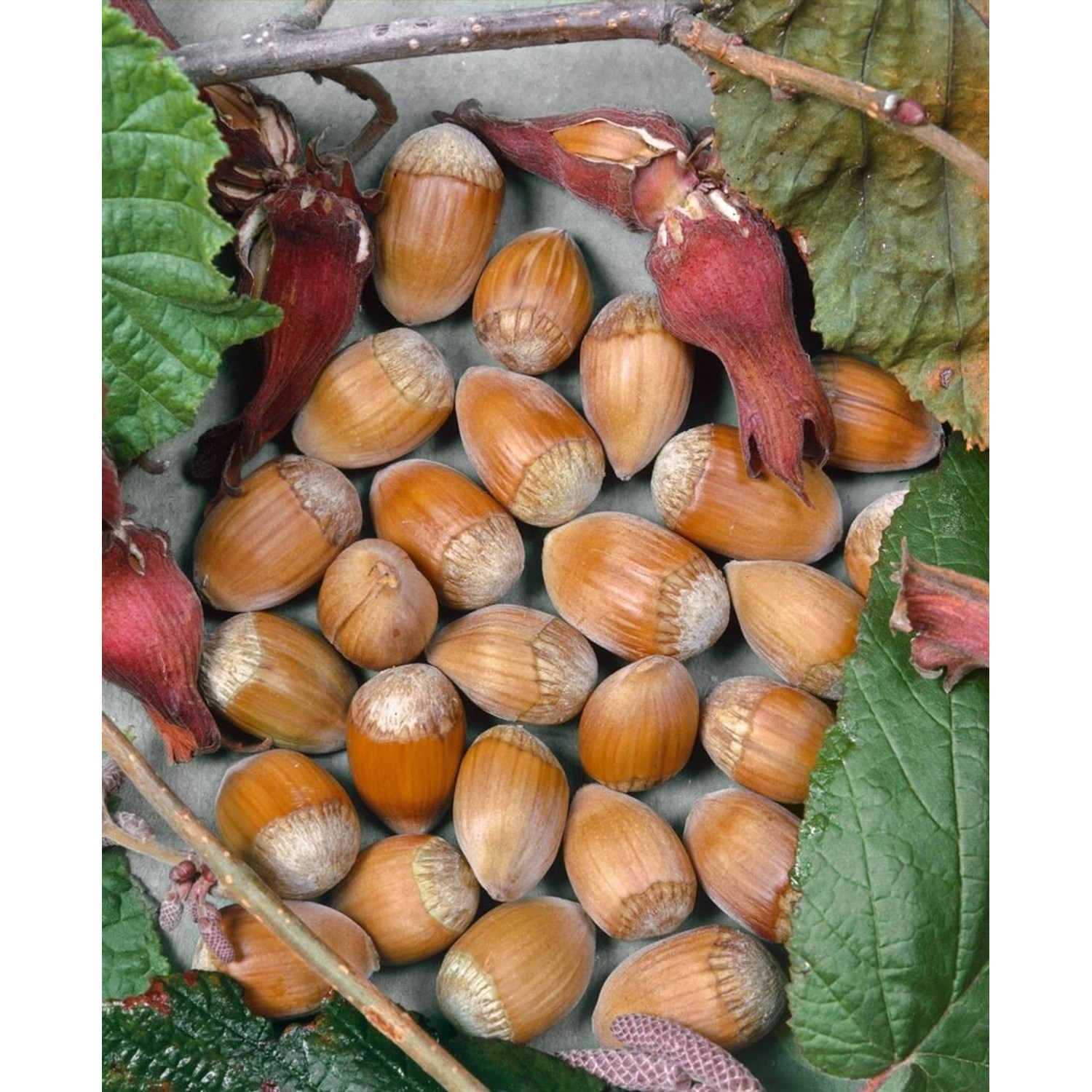 Corylus Avellana Webbs Preisnuß Haselnuss 60–100 Cm günstig online kaufen