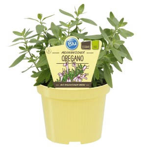 Blu Oregano Mexiko im Topf, essbare Küchenkräuter mit würzigem Aroma und rosafarbenen Blüten.