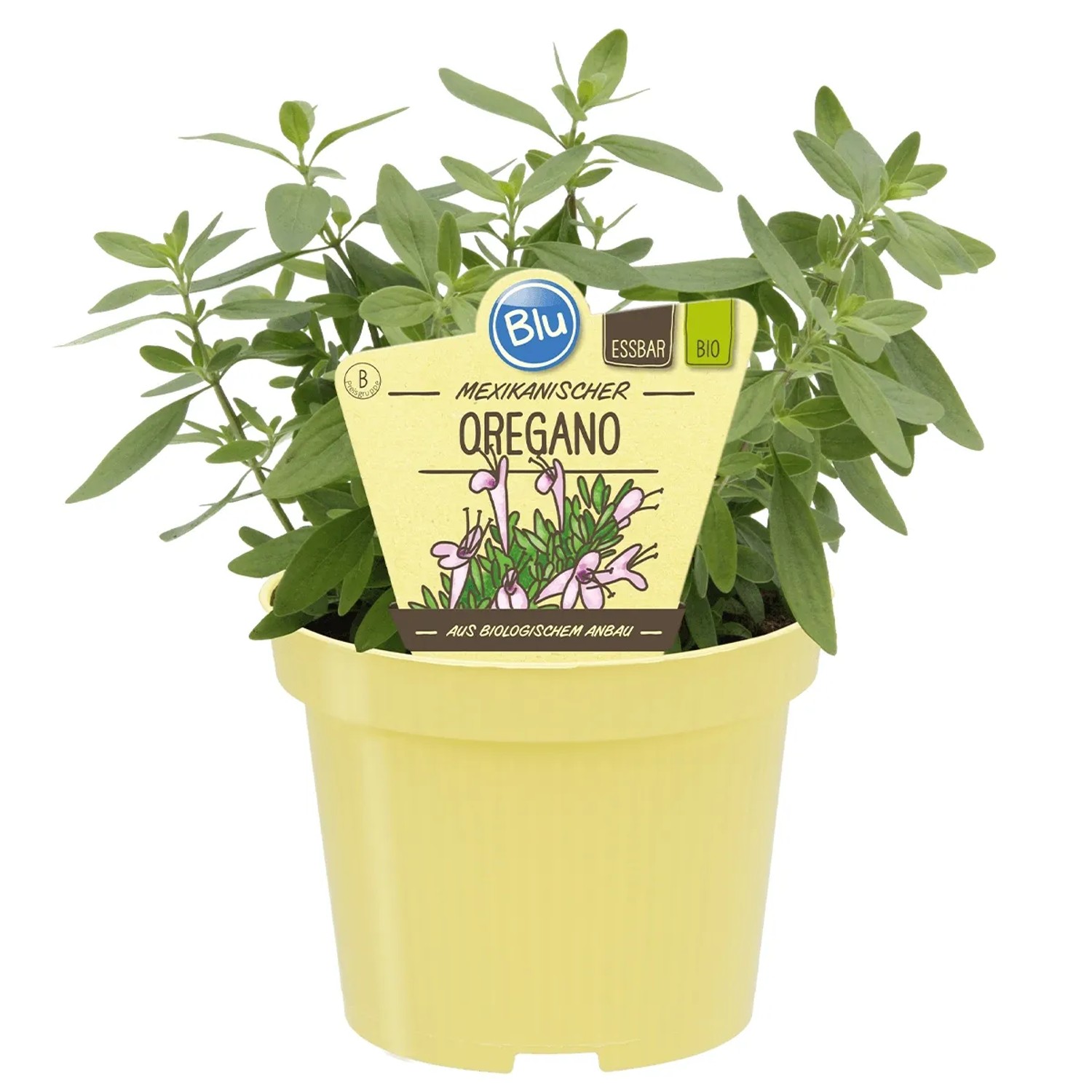 Blu Oregano Mexiko Topf-Ø ca. 12 cm Poliomintha longiflora