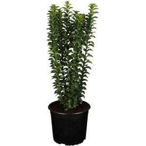 Immergrüner Spindelstrauch (Euonymus) im Topf, ca. 5-10 cm hoch, ideal als Bodendecker.