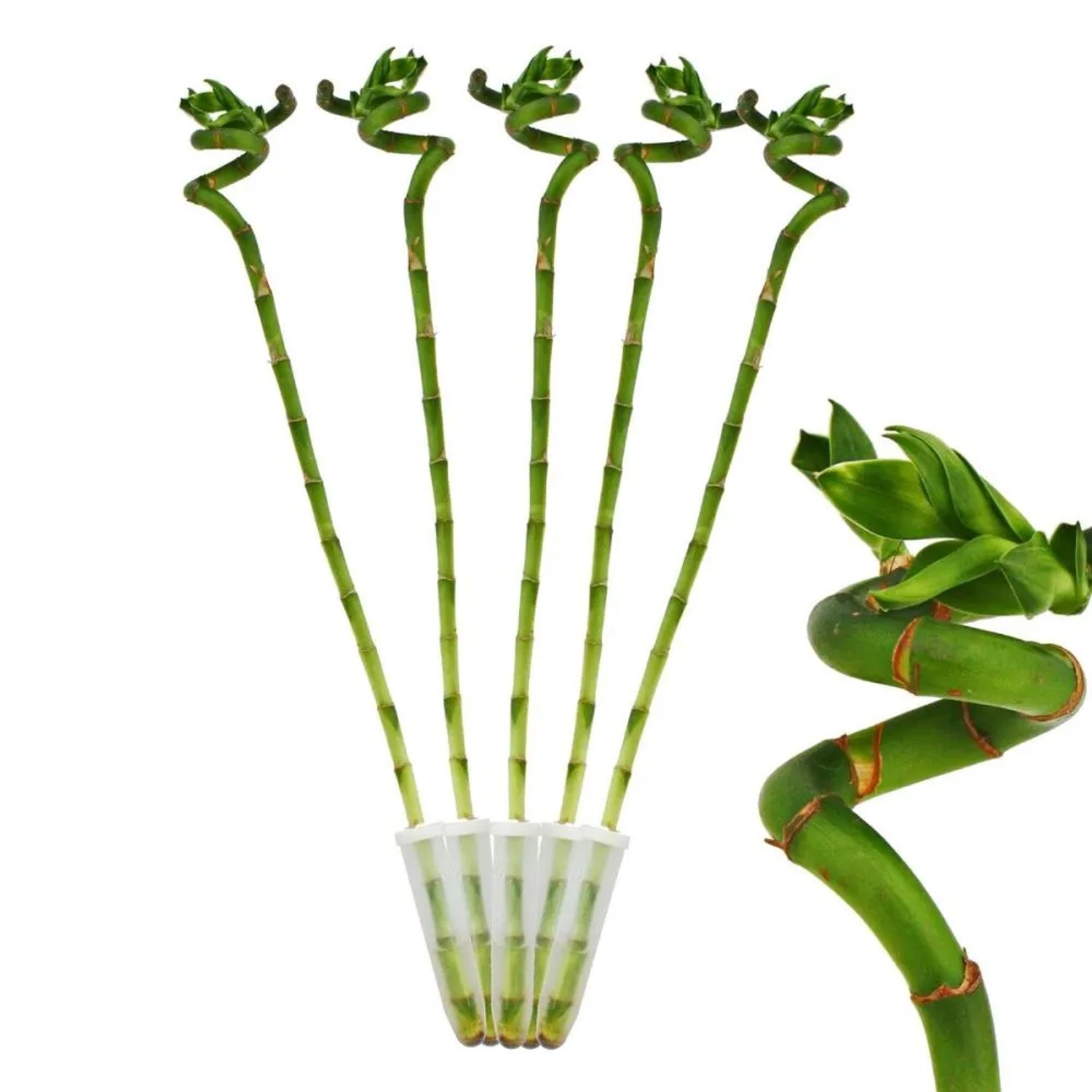 Lot De 10 Lucky Bamboo Dracaena Sanderiana 40 Cm - Bambou Chanceux Pour Décoration & Feng Shui