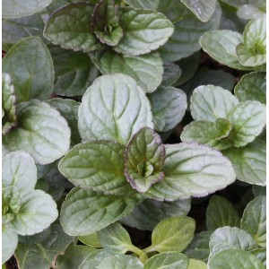 Nahaufnahme der grünen Blätter der Pfefferminze Lemon (Mentha piperita).