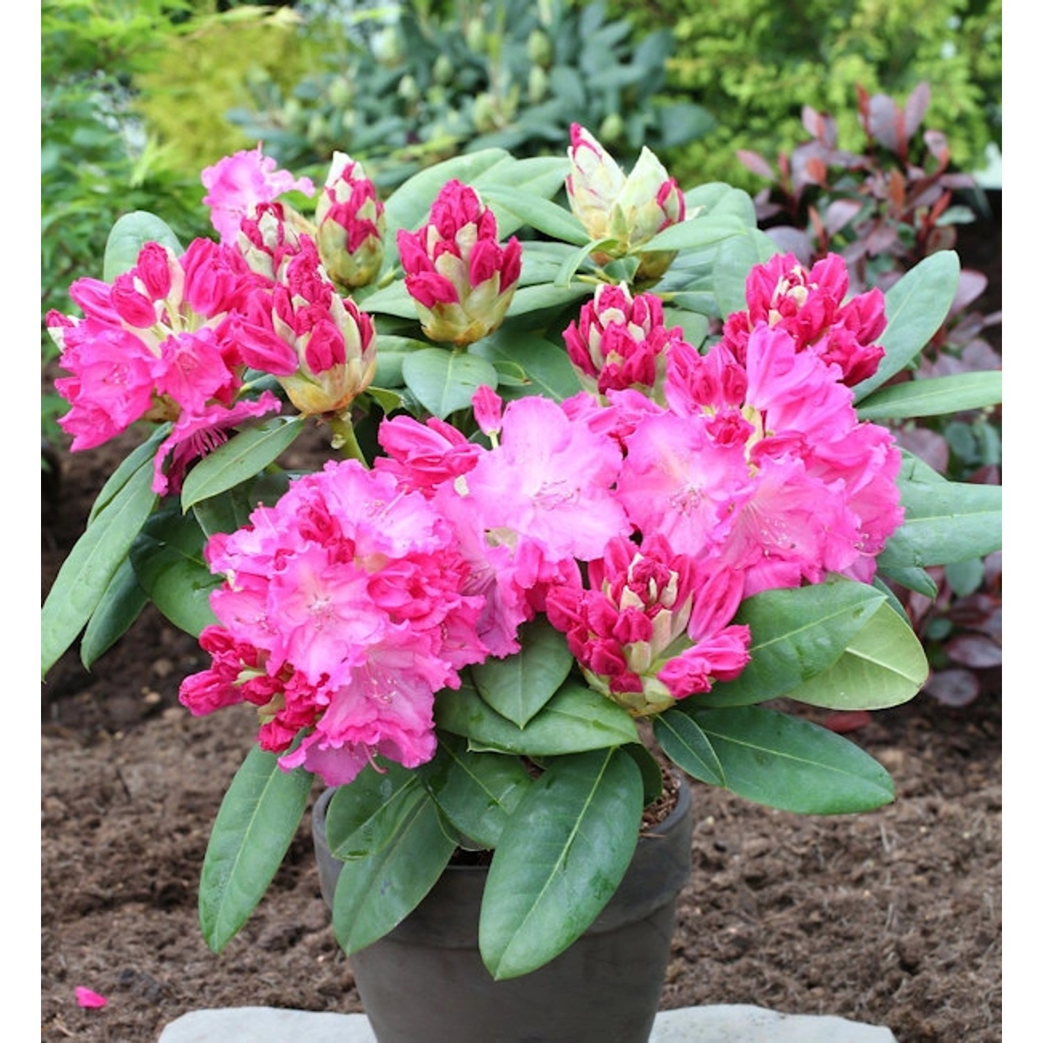 INKARHO - Großblumige Rhododendron Ariane IV 25-30cm - Alpenrose günstig online kaufen