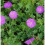 Storchenschnabel Nanum - Geranium sanguineum
