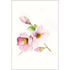 Komar Wandbild: Zarte Magnolienblüten in Rosa und Weiß, 30x40 cm.