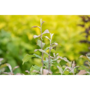 Photinia Villosa Glanzmispel, 60–100 cm, mit grünen Blättern im Garten.