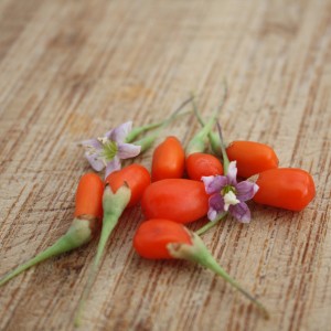 Frische Blu Goji-Beeren mit Blüten auf Holzbrett. Gesunde Obstpflanze für Garten & Balkon.