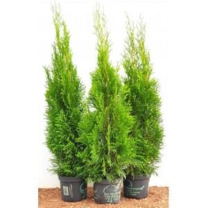 Drei Thuja Smaragd Heckenpflanzen im Topf, 80-100 cm hoch, immergrün und ideal als Sichtschutz.
