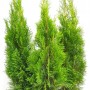 Drei Thuja Smaragd Heckenpflanzen im Topf, 80-100 cm hoch, immergrün und ideal als Sichtschutz.