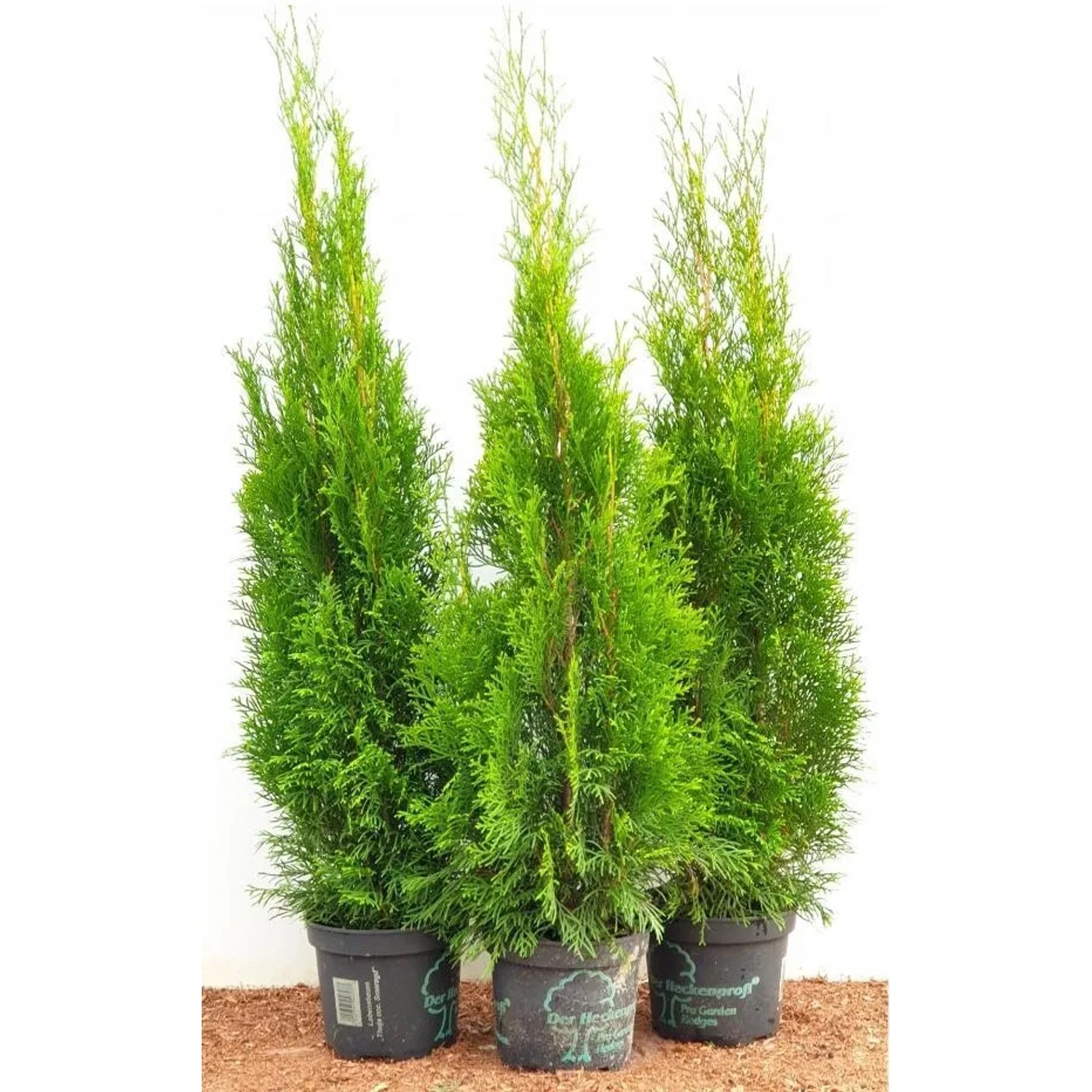 Pflanzen fr dich Thuja Heckenpflanze Smaragd 80-100 cm 3 Liter Container  kaufen bei OBI