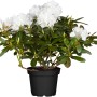 Weiß blühender OBI Yaku-Rhododendron Schneekrone im Topf, ca. 20-30 cm hoch.