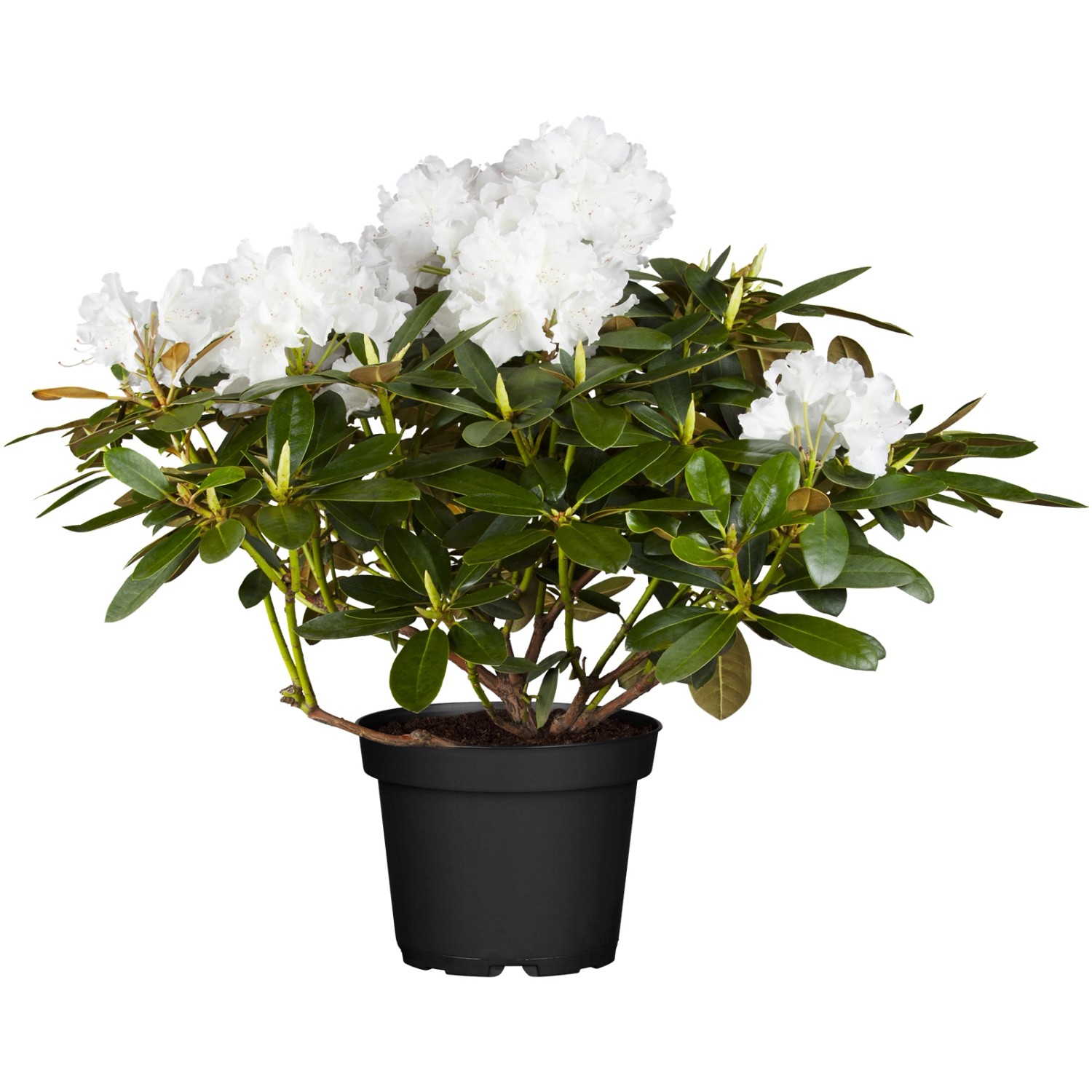 OBI Yaku-Rhododendron Schneekrone Weiß Höhe ca. 20 - 30 cm Topf ca. 5 l