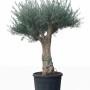 Verzweigter Olivenbaum Olea Europaea Koroneiki, ca. 220 cm hoch, im Topf.