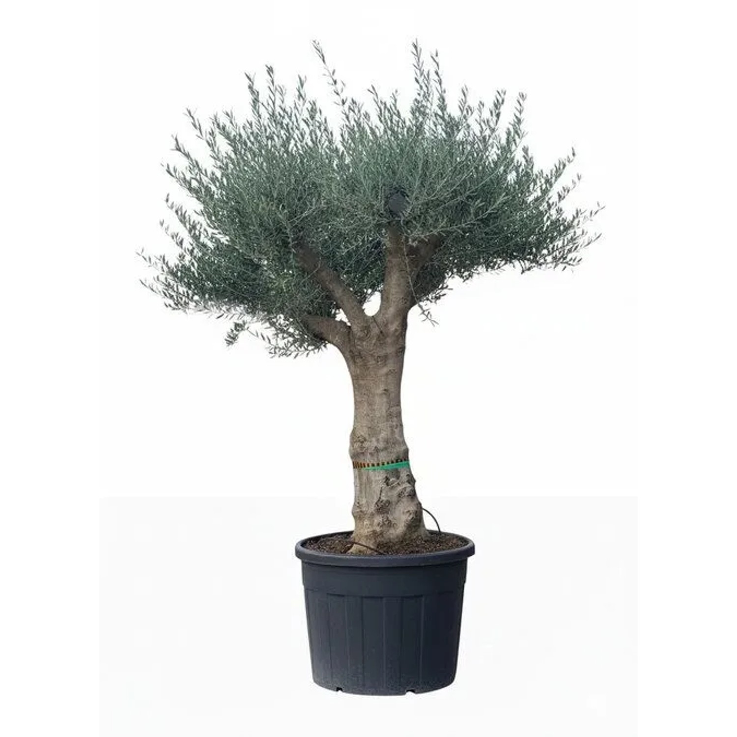 Sunny-Tree Verzweigter Olivenbaum Olea Europaea Koroneiki 130 L Glatter Stamm ca. 220 cm Höhe