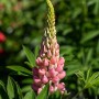 Rosa Lupine 'Schlossfrau' im Topf, eine attraktive Staude für sonnige Standorte.