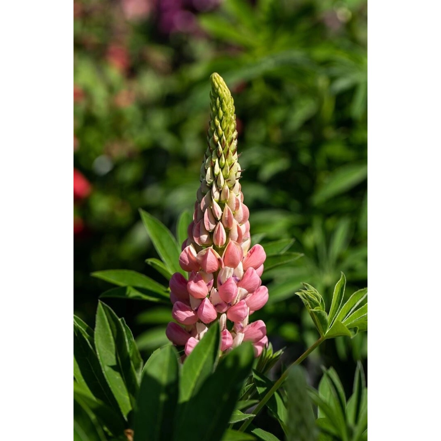 Rosa Lupine 'Schlossfrau' im Topf, eine attraktive Staude für sonnige Standorte.