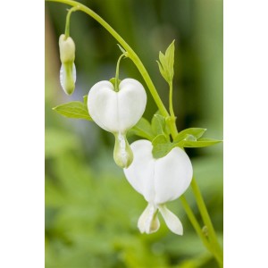Nahaufnahme des weißen Tränenden Herz (Dicentra Spectabilis Alba) im 9x9 cm Topf.