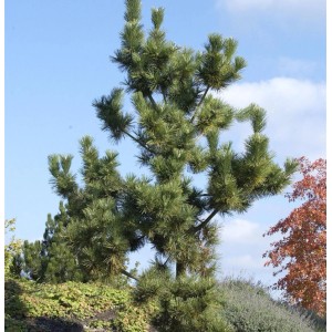 Japanische Schwarzkiefer (Pinus thunbergii), 40-60cm, im Garten.