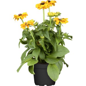 GROW by OBI Rauer Sonnenhut im Topf, gelbe Blüten mit dunkler Mitte.