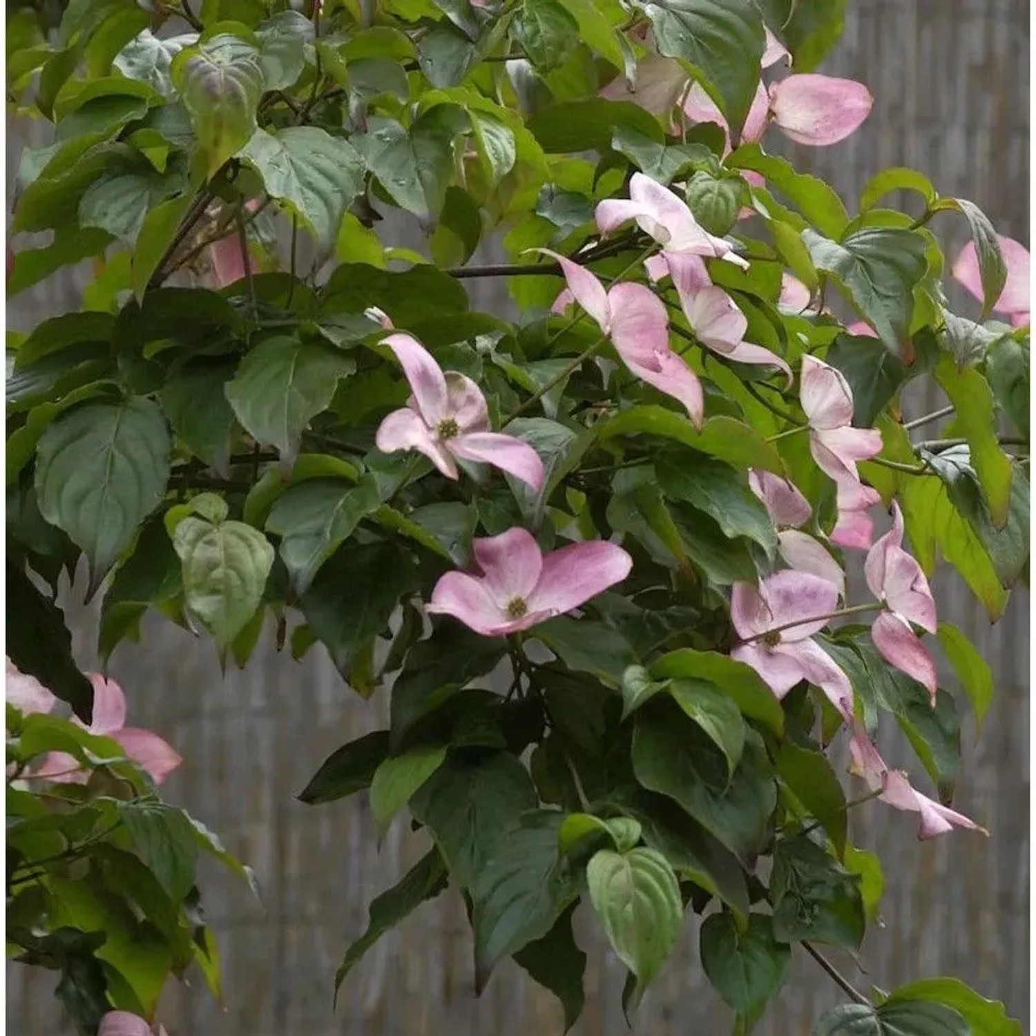 Japanischer Blumenhartriegel Satomi 80-100cm - Cornus kousa