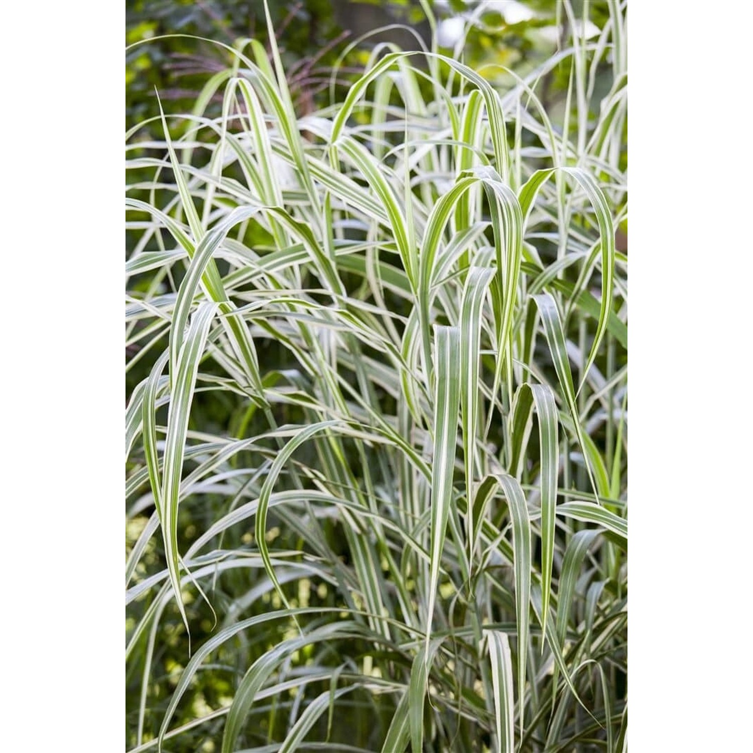 Miscanthus Sinensis Cosmopolitan Chinaschilf Grün-Weiß 3-5 L Container günstig online kaufen