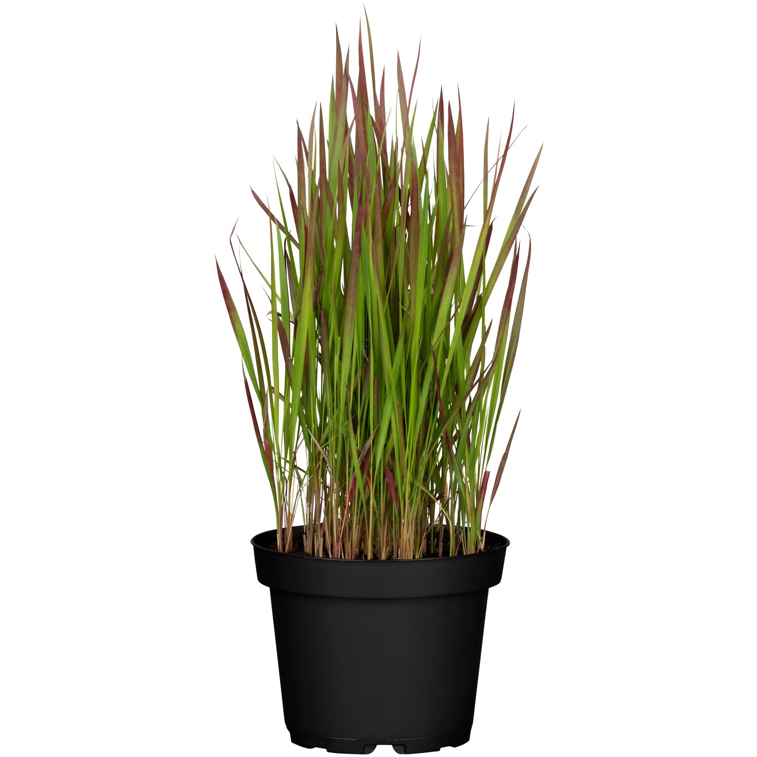 Silberhaargras Imperata cylindica Red Baron T14