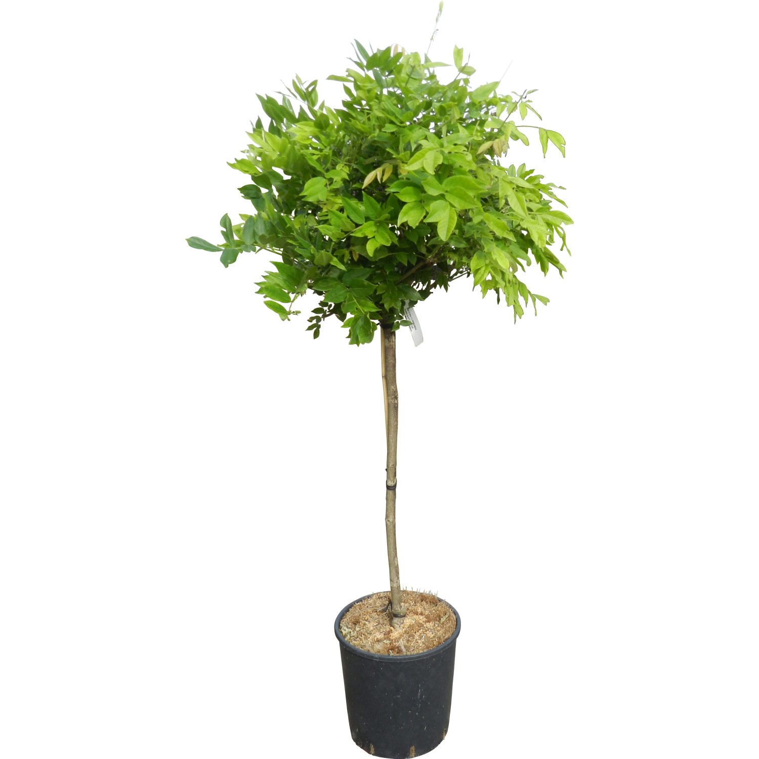 bonsai kalender Buy Bonsai Calendar 2025? Quick and easy online main image 0
