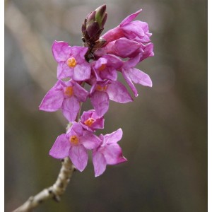 Nahaufnahme des blühenden Seidelbasts (Daphne mezereum) mit rosa Blüten.