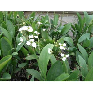 Grasblättriger Pfeilkraut (Sagittaria graminea) im 9x9 cm Topf mit weißen Blüten.