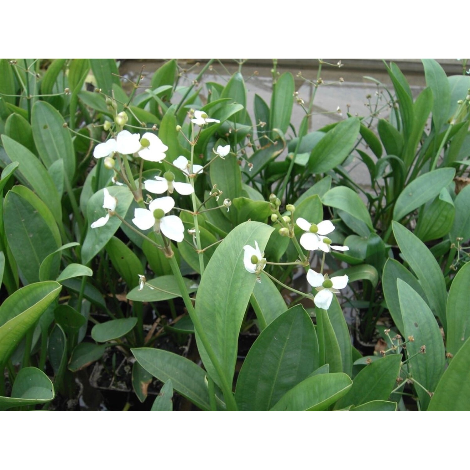 Sagittaria Graminea Grasblättriger Pfeilkraut Ca. 9x9 cm Topf günstig online kaufen